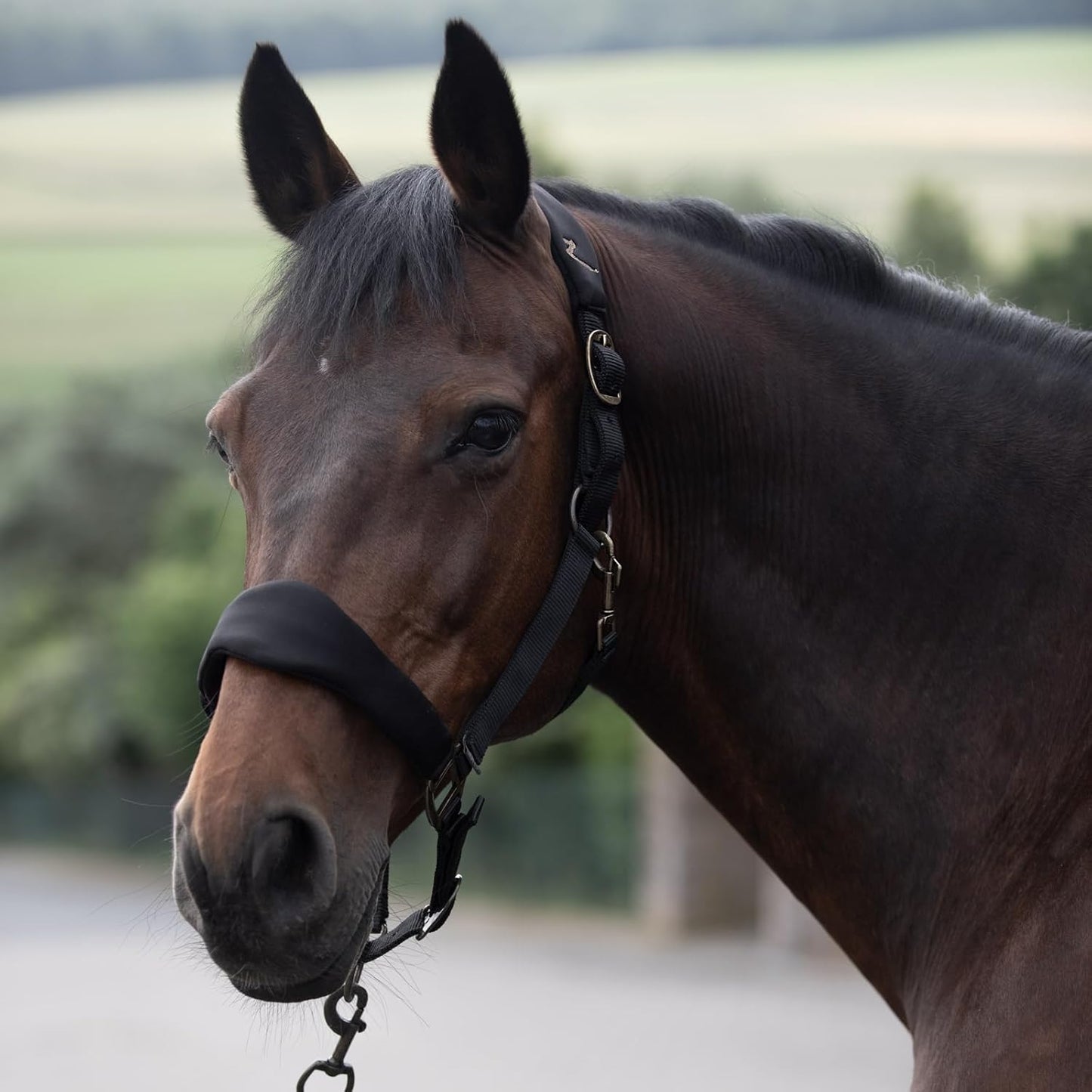 HORZE Graz Fleece Padded Halter - Black - Warmblood