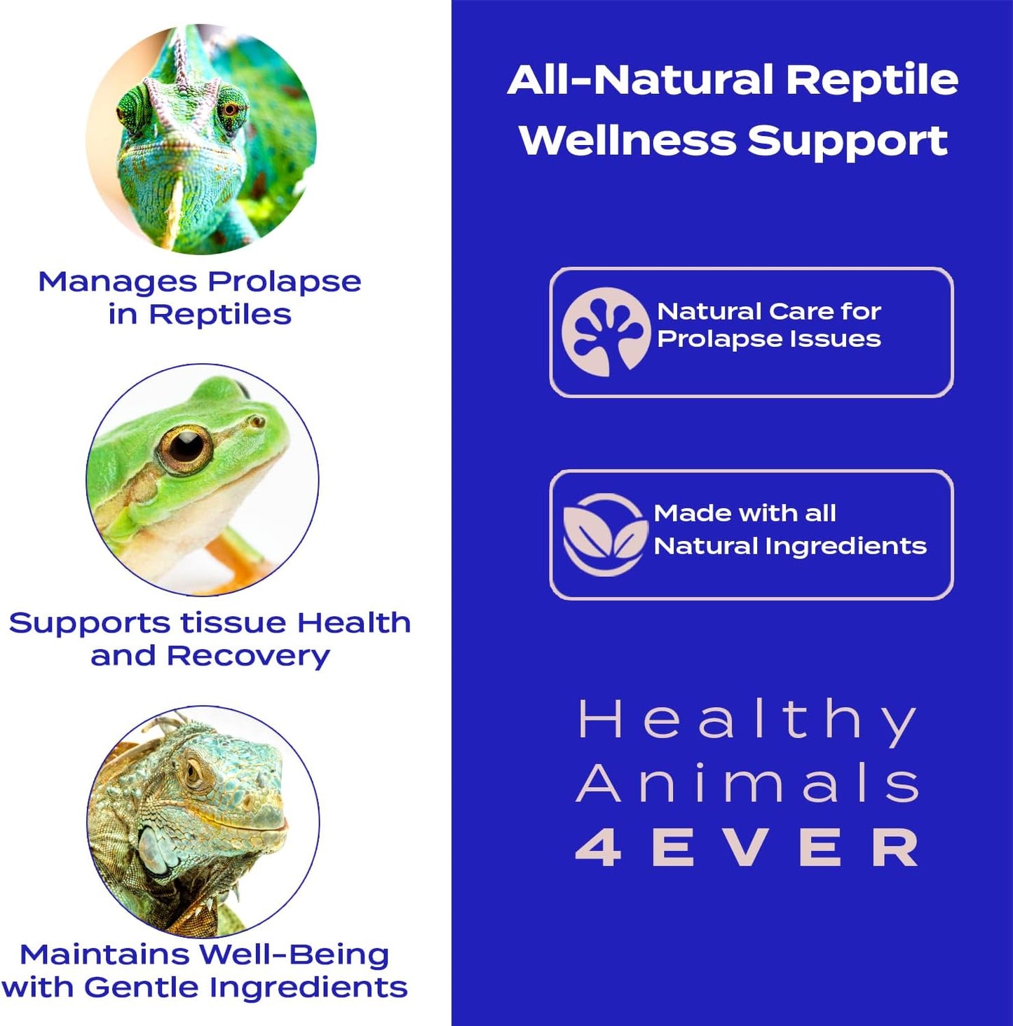 HA4E - Reptile Wellness Support - Natural Formula for Prolapse Management, Organ Retention & Tissue Health - Gentle Holistic Recovery - 300 Tablets