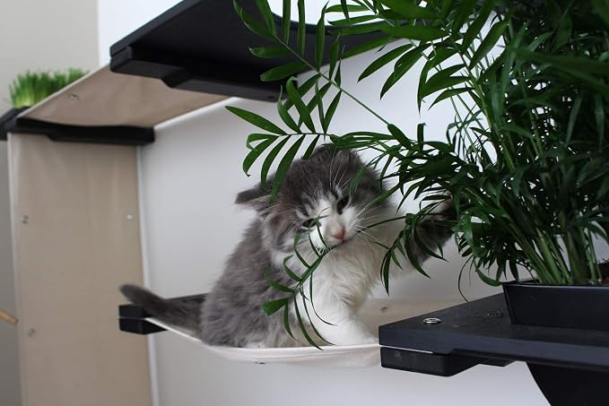 CatastrophiCreations Mini Garden- Multiple-Level Cat Hammock & Climbing Activity Center Wall-Mounted Cat Tree Shelves, Onyx/Charcoal