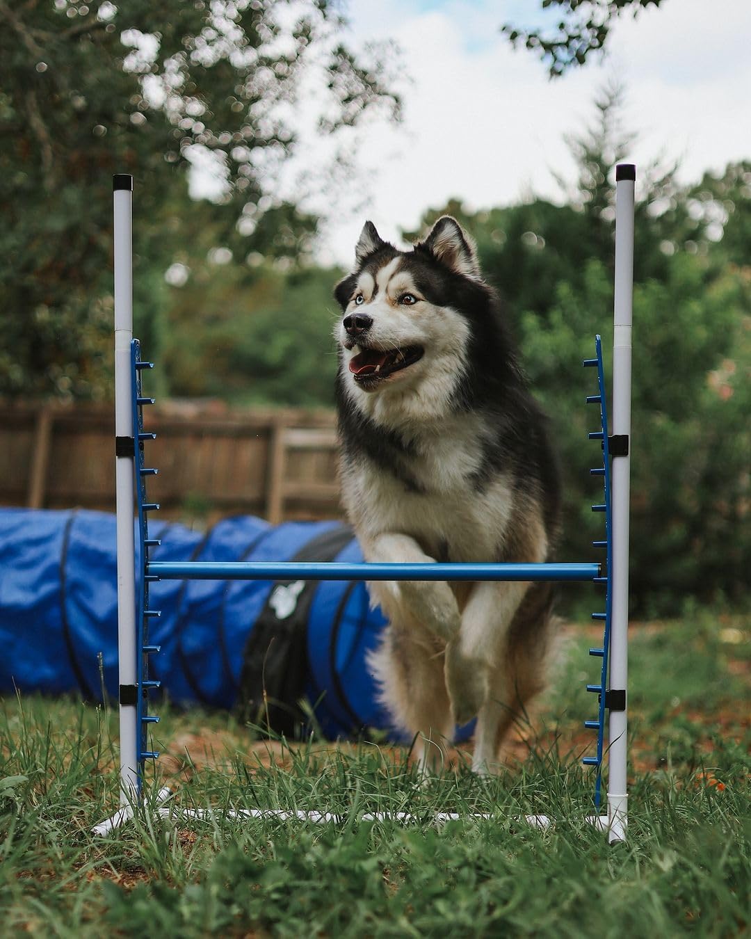 Better Sporting Dogs 4 Pack Adjustable Dog Agility Jumps w/Safety-Focused Features | 2 Bar Jumps with Cup Strips | 2 Breakaway Tire Jumps