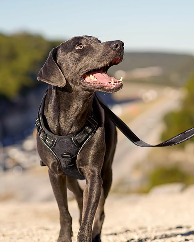 Joytale No Pull Dog Harness for Small Dogs, Front Clip, Black | Grab Handle for Instant Control, Padded & Adjustable Vest, Sturdy Metal D-Rings, for Safe Training & Daily Walking