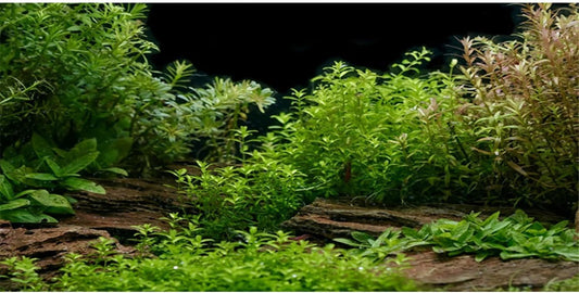 AWERT Aquarium Background River Bed & Lake Aquatic Plant Fish Tank Background Vinyl 48x24 inches