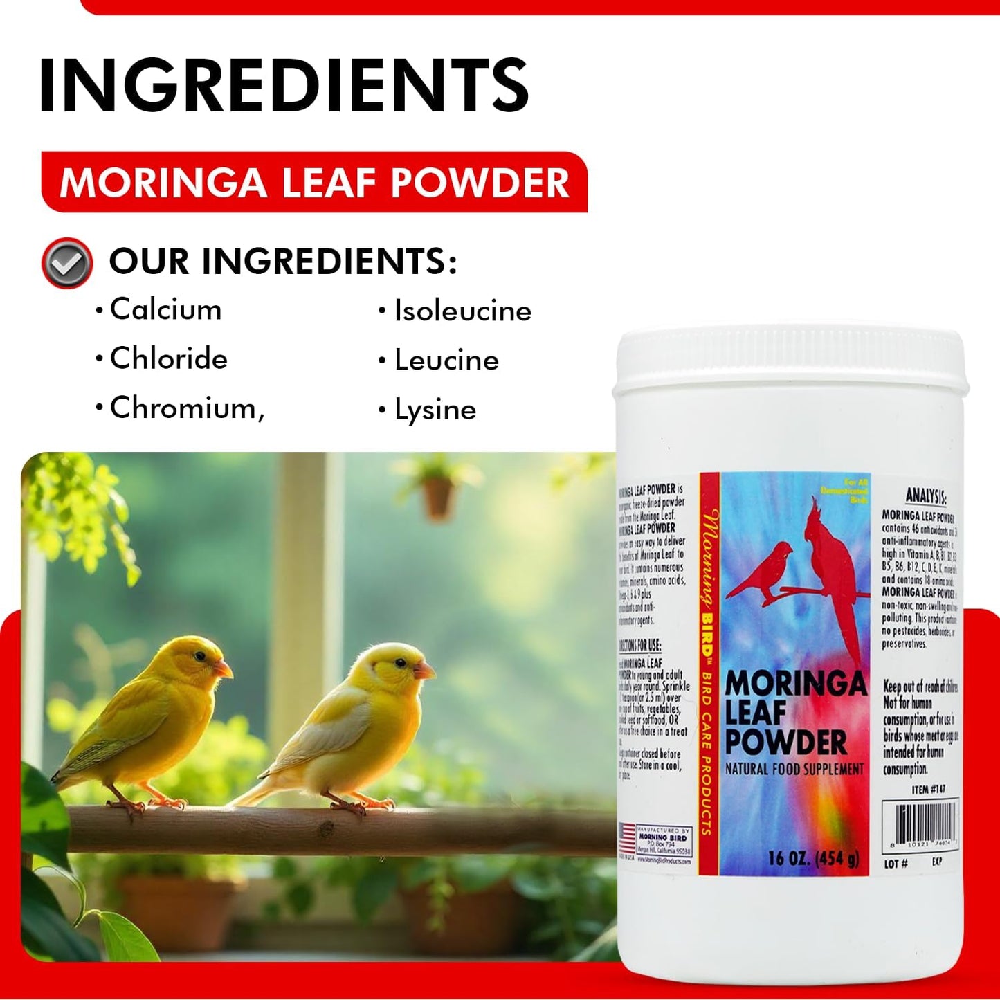 Morning Bird Moringa Leaf Powder 16 Oz – Natural Food Supplement with Omega-3, Iron, Vitamins B & K – Supports Detox, Energy, Brain & Immune Health – Clean Plant-Based Supplement for All Birds