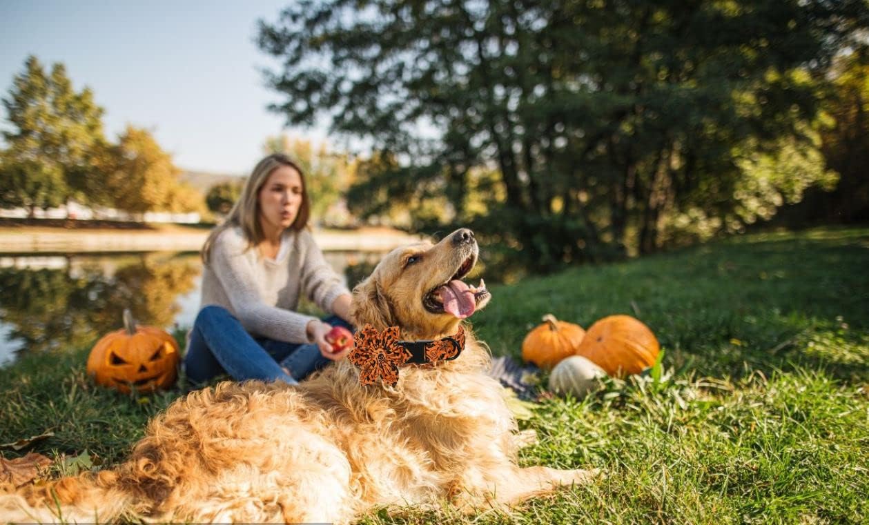 Lionet Paws Dog Collar with Flower - Cute Cotton Adjustable Flower Dog Collar with Metal Buckle for Large Dog Girl Gift, XL, Neck 16-26in