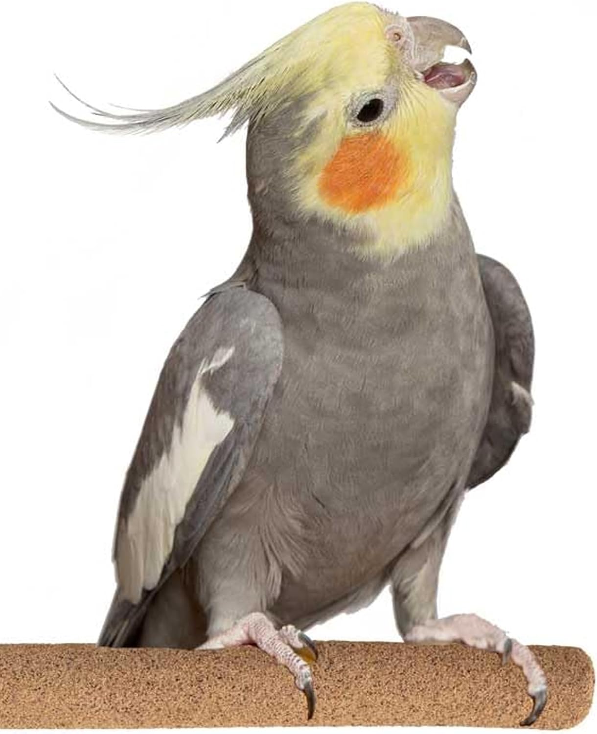 Super Bird Creations SB1152 Sure-Grip Grooming Perch for Small/Medium Birds - Enriches Beak and Foot Health - Ideal for Cockatiels, Parrots, Parakeets, Conures, Quakers - 3/4" Diam x 8" (Medium)