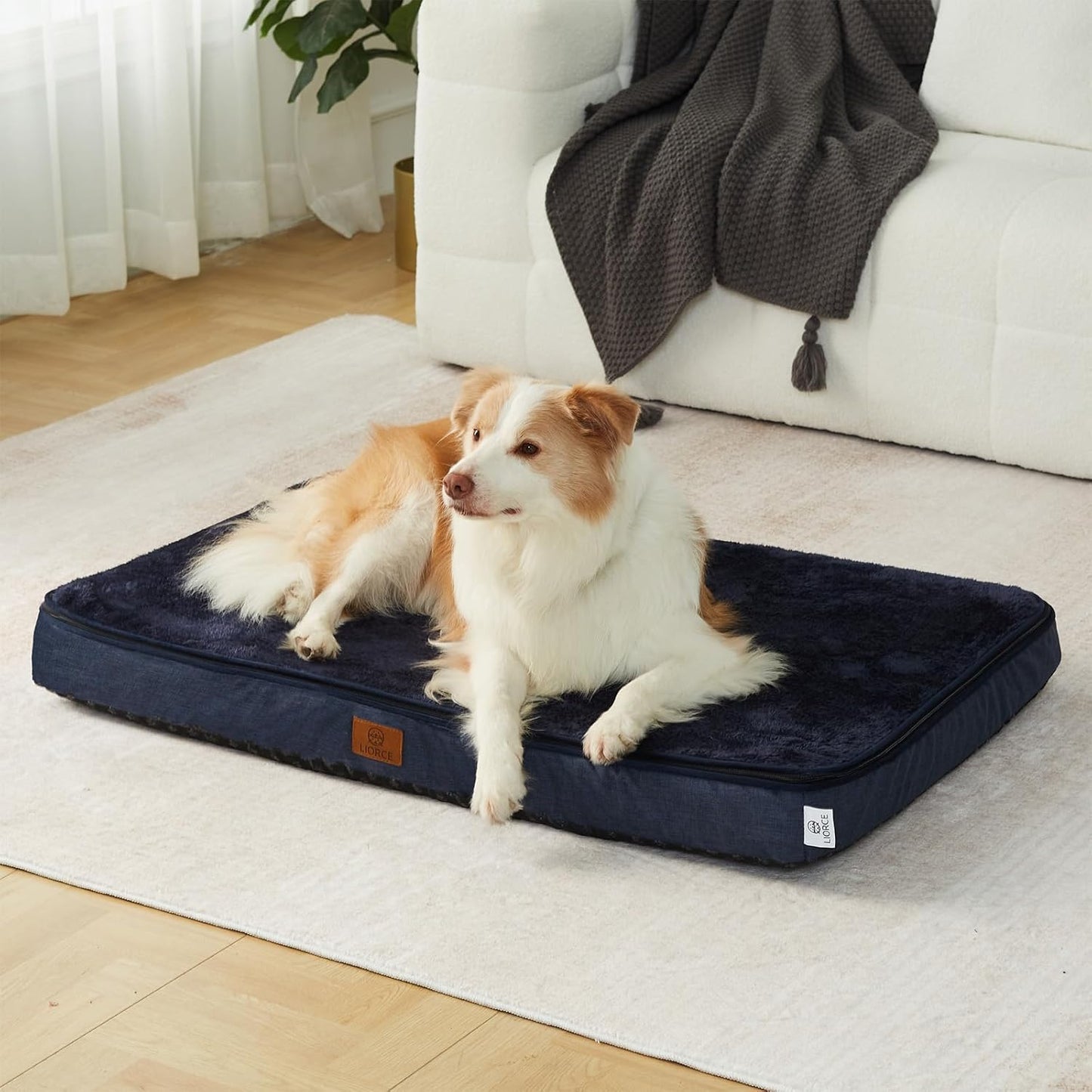 Memory Foam XL Dog Bed - 4” Thick Orthopedic Beds for Extra Large Dogs - Waterproof Dog Bed with Removable Washable Cover & Wrap-Around Zipper - Ultimate Comfort and Easy Maintenance