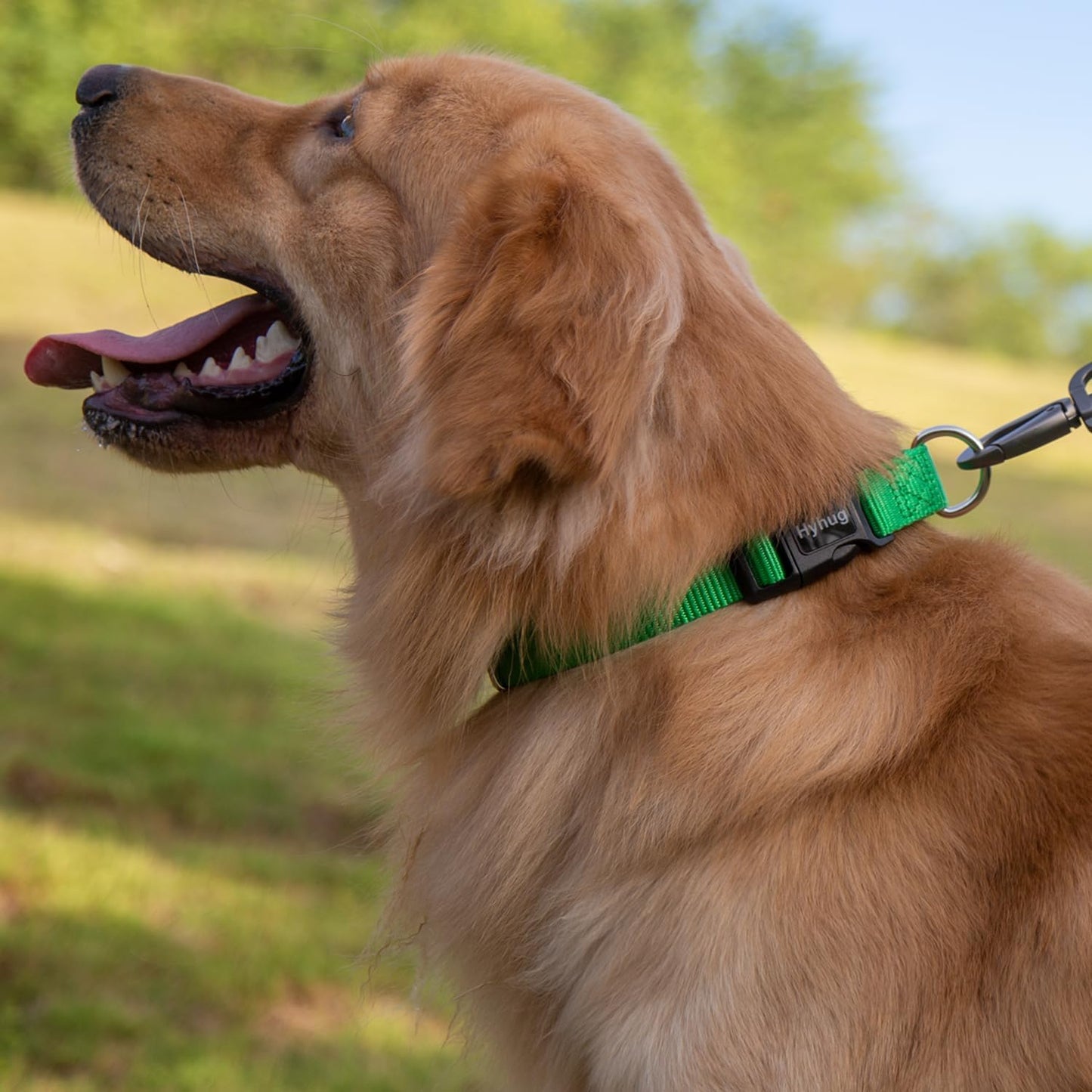 Hyhug Pets Classic Regular Heavy Duty Nylon Dog Collar (Small, Lime Green)