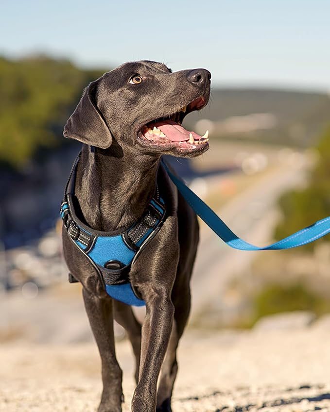 Joytale No Pull Dog Harness Medium Sized Dog, Front Clip, Sky Blue | Grab Handle for Instant Control, Padded & Adjustable Vest, Sturdy Metal D-Rings, for Safe Training & Daily Walking