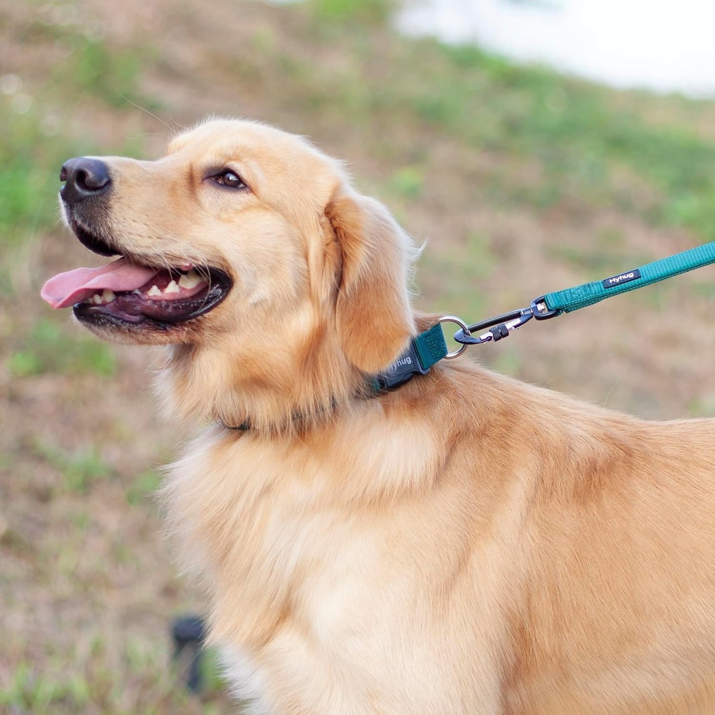 Hyhug Pets Solid Color Classic Regular Heavy Duty Basic Collar for Medium Dogs Daily Use, Unique Design Adjustment Triglide Slide (Buckle) Can Attached Name Tag Accessories. (Medium, Dark Green)