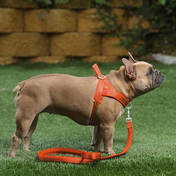 Plutus Pet No Pull Dog Harness for Medium Sized Dog, Breathable Mesh Padded | Adjustable Reflective with Handle, Escape Proof, Quick Fit Pet Vest, Front Clip, for Training and Walking, Orange, M