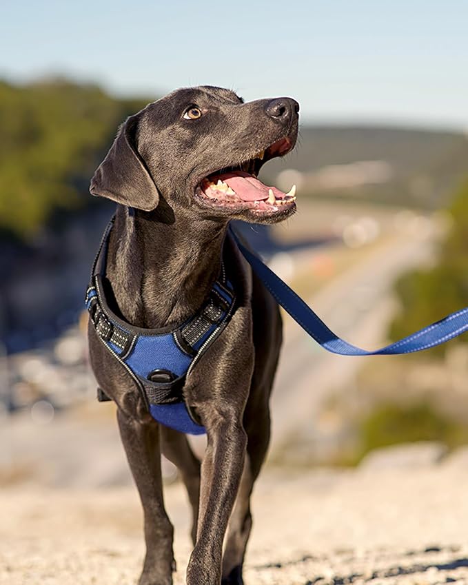Joytale No Pull Dog Harness for Small Dogs, Front Clip, Navy Blue | Grab Handle for Instant Control, Padded & Adjustable Vest, Sturdy Metal D-Rings, for Safe Training & Daily Walking