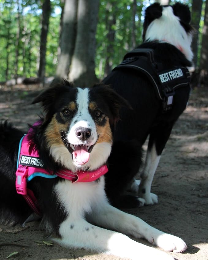 AUROTH Dog Harness and Leash Set for Medium Sized Dog, No Pull Dog Vest | with 5.25FT Dog Leash, Breathable Soft Padded, No choke, Reflective Tactical, Easy to Put on & Take Off - Rose Red Medium