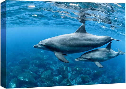 wall26 Canvas Print Wall Art Tropical Ocean Sea Underwater Dolphin Duo Nature Animals Photography Realism Rustic Scenic Landscape Wilderness Earth Colorful for Living Room, Bedroom, Office - 16"x24"