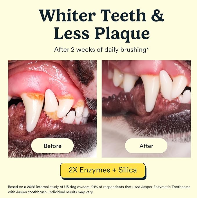 Jasper Dog Tooth Brushing Kit and Dog Toothpaste Kit with Dog Toothbrush Enzymatic, Plaque Remover Imporves Bad Breath Natural Pet Toothpaste Dog Toothbrush and Toothpaste 2 oz Bacon Flavor