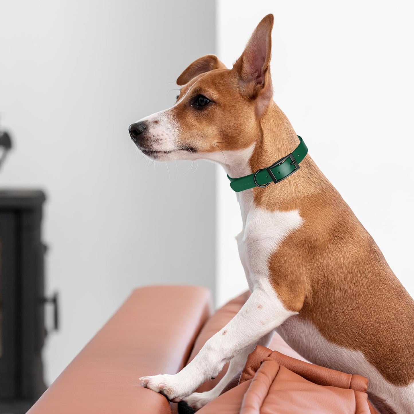 Dogline Biothane Waterproof Dog Collar Strong Coated Nylon Webbing with Black Hardware Odor- Proof for Easy Care Easy to Clean High Performance Fits Small Medium or Large Dogs, Hunter Green