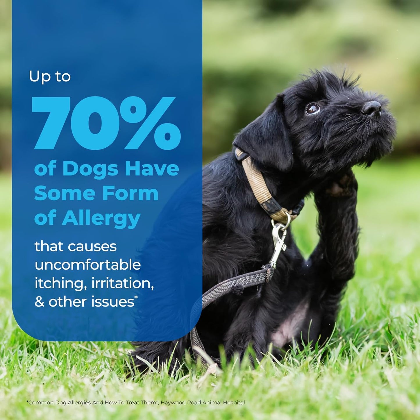 Vetnique Dermabliss Anti Itch Spray for Dogs & Cats with Hydrocortisone for Allergies and Immediate Dog Itching Skin Relief - Fragrance Free with Soothing Oat Extract (8oz)