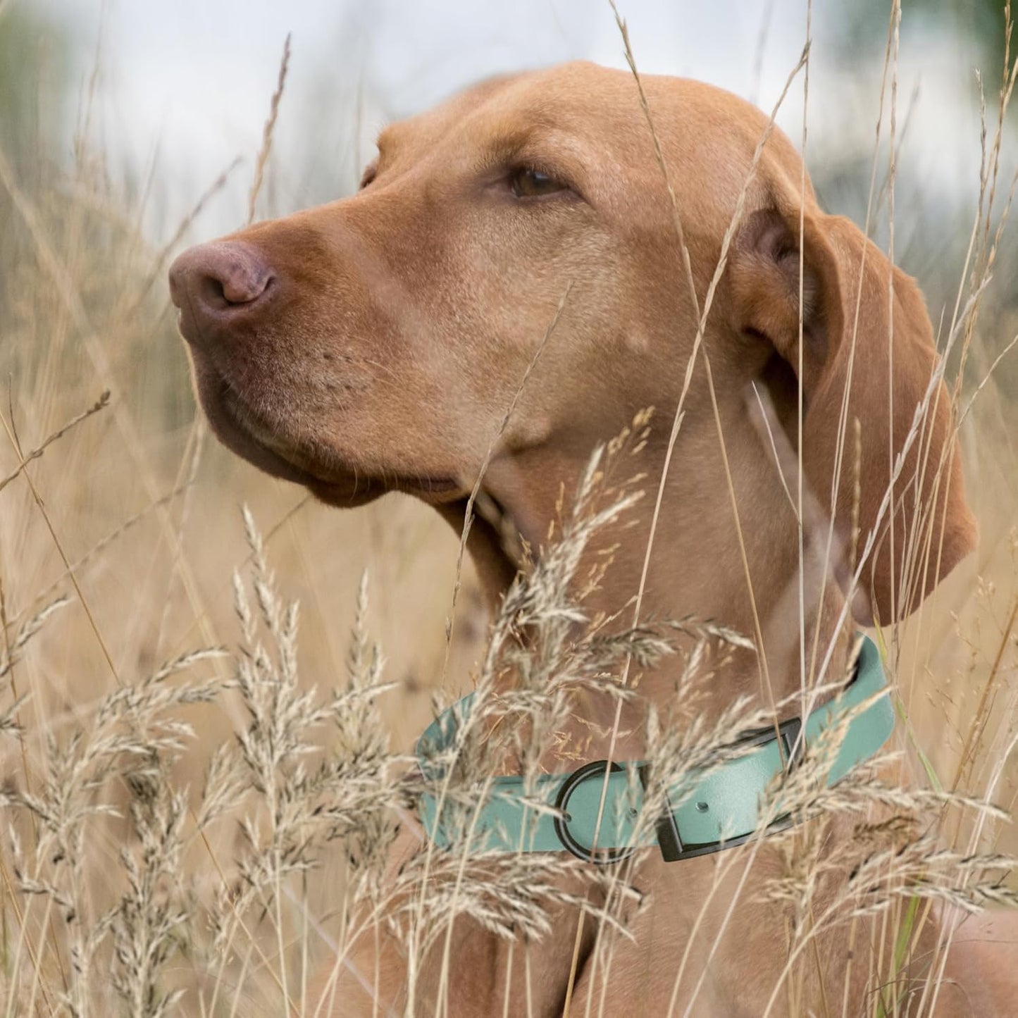 Dogline Biothane Waterproof Dog Collar Strong Coated Nylon Webbing with Black Hardware Odor- Proof for Easy Care Easy to Clean High Performance Fits Small Medium or Large Dogs, Sage Green