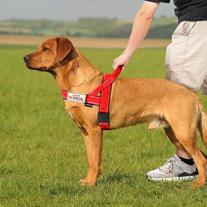 Annchwool No Pull Dog Harness with Soft Padded Handle-Reflective Strip Escape Proof and Quick Fit to Adjust Dog Harness-Easy for Training Walking for Small & Medium and Large Dogs(Red,XS,1 in Width)