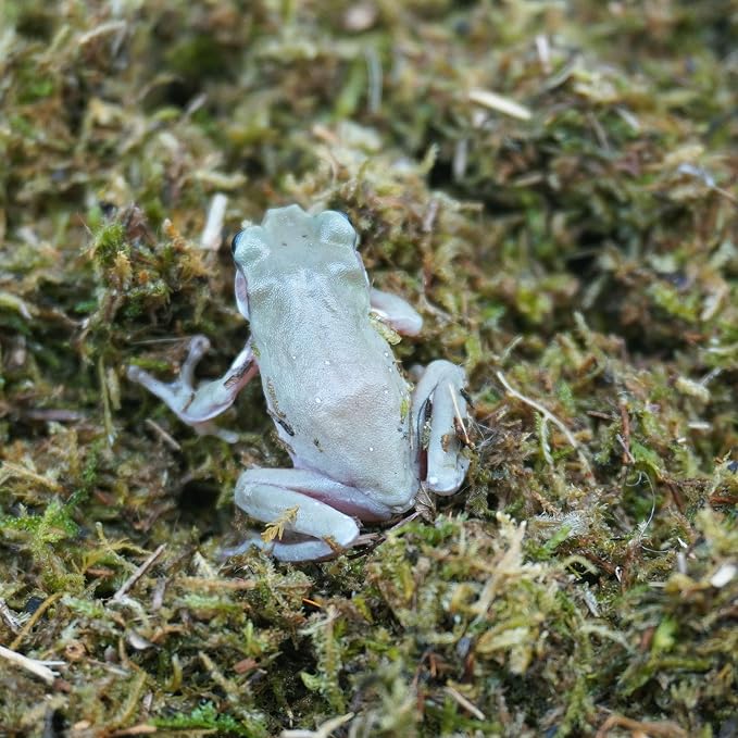 5oz Tree Frog Substrate, Ideal Toad House Terrarium Habitat Supplies