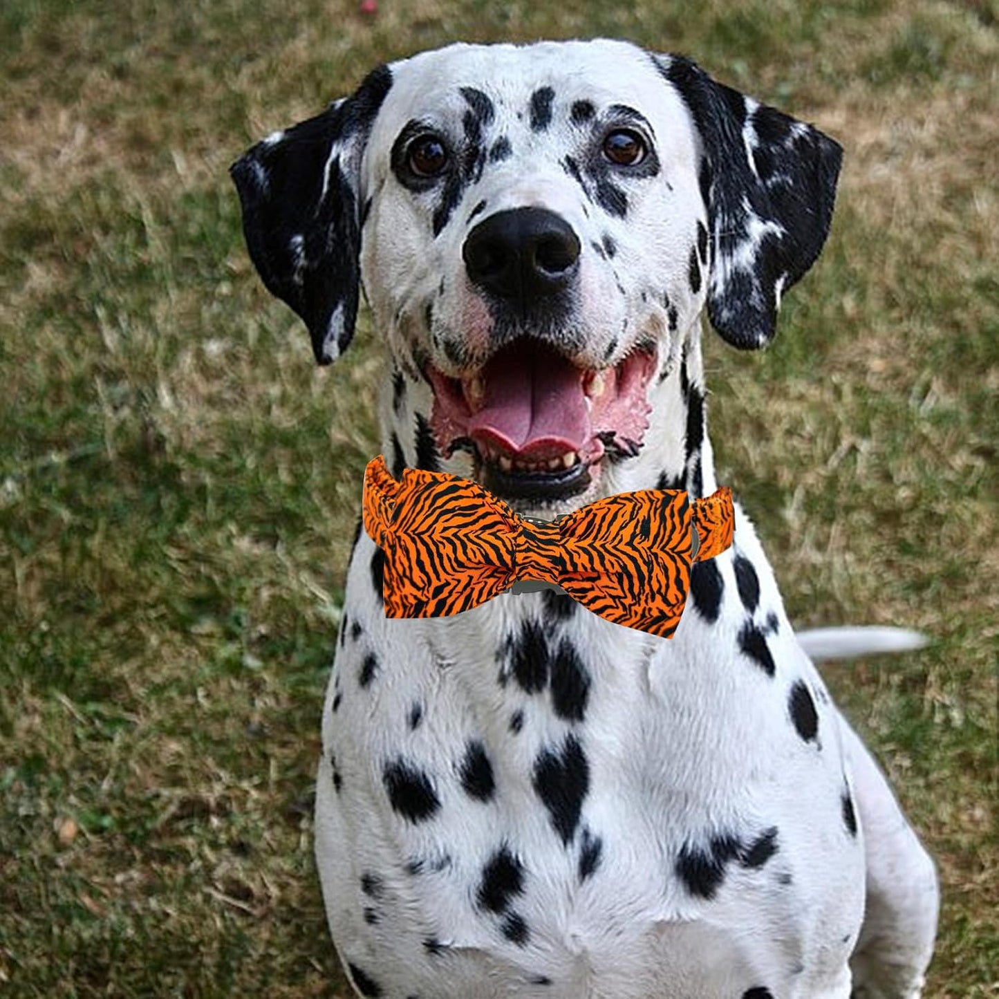 Elegant little tail Dog Collar, Tiger Print Pet Collar Fashion Boy Dog Collars Durable Metal Buckle Dog Collars Cotton Pet Adjustable Dog Collars for Small Puppy