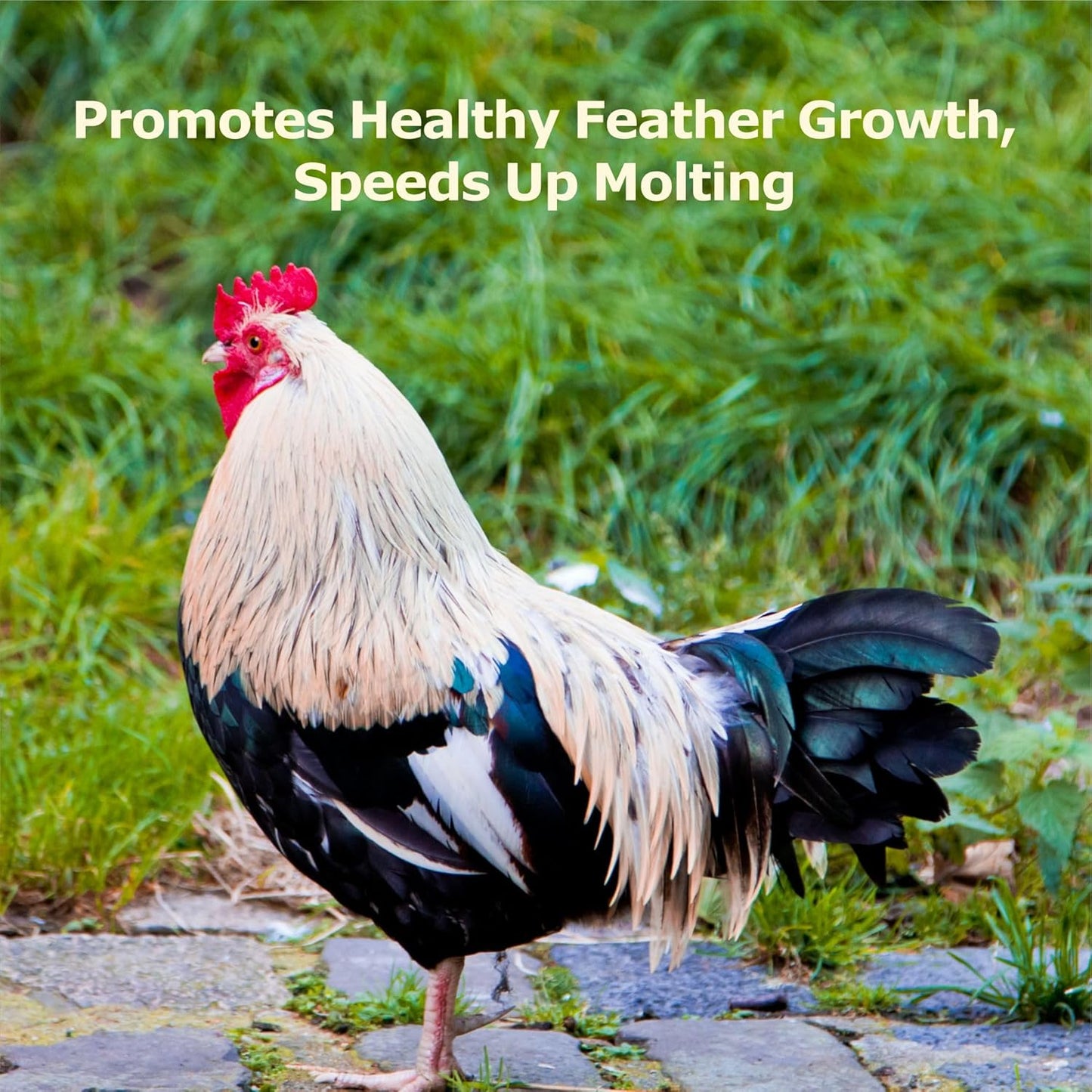 2LB Dried Black Soldier Fly Larvae, More Calcium Than Dried Mealworms, High Protein Chicken Feed, Poultry Treat, Chicken Scratch