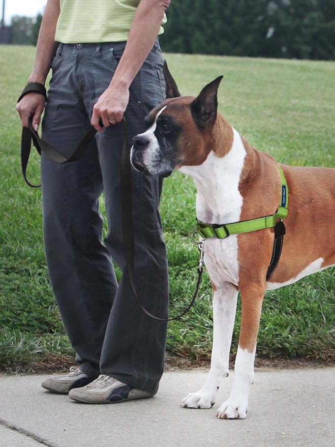 PetSafe Deluxe Easy Walk No Pull Dog Harness, Apple Green, Medium/Large | Padded Neoprene Straps, Reflective Strips for Night Safety, Martingale Loop Curbs Pulling from the Chest, Not the Throat