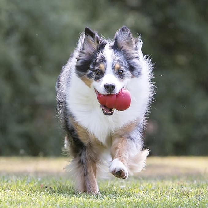 KONG Classic Stuffable Dog Toy - Fetch & Chew Toy for Dogs - Treat-Filling Capabilities & Erratic Bounce for Extended Play Time - Durable Natural Rubber Material - for Large Dogs