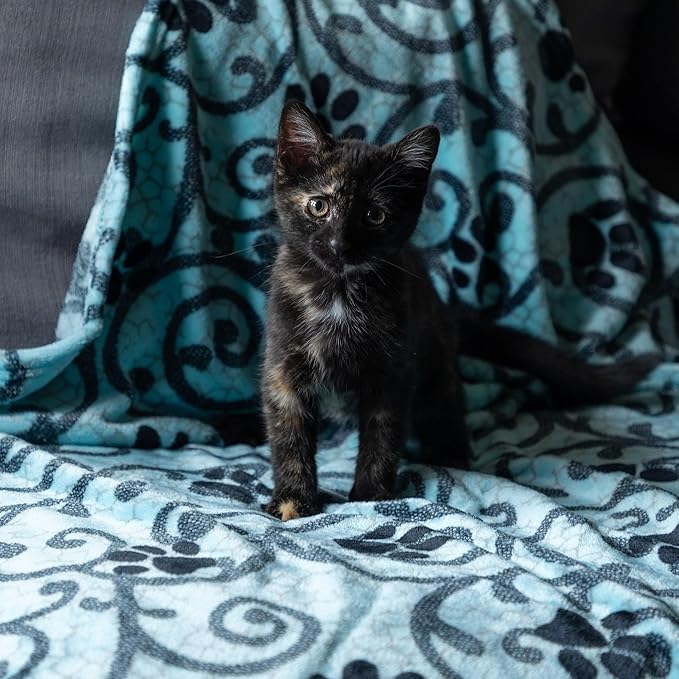 Pet Dog Cat Blanket Ultra Soft Cozy Fleece Paw Print Design Machine Washable Durable for Crates Beds Sofas Travel (Rainbow Paws, Large)