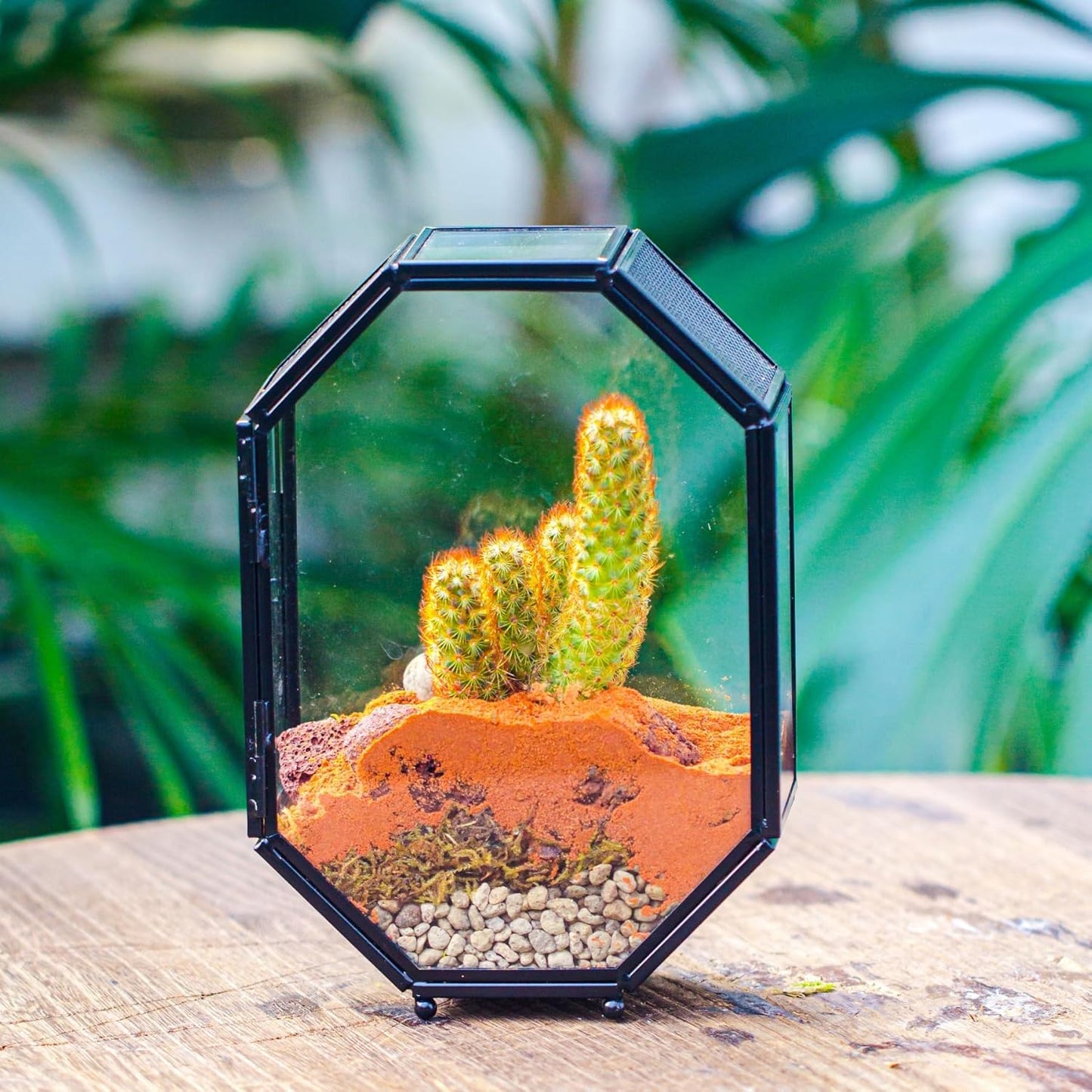 NCYP Mini Glass Terrarium with Vent and Door for Succulents Plants, Jumping Spiders, Insect - Octagon Small Closed Geometric Enclosure, Black Indoor Tabletop Decor, 5 x 2.3 x 7 Inches (Terrarium Only)