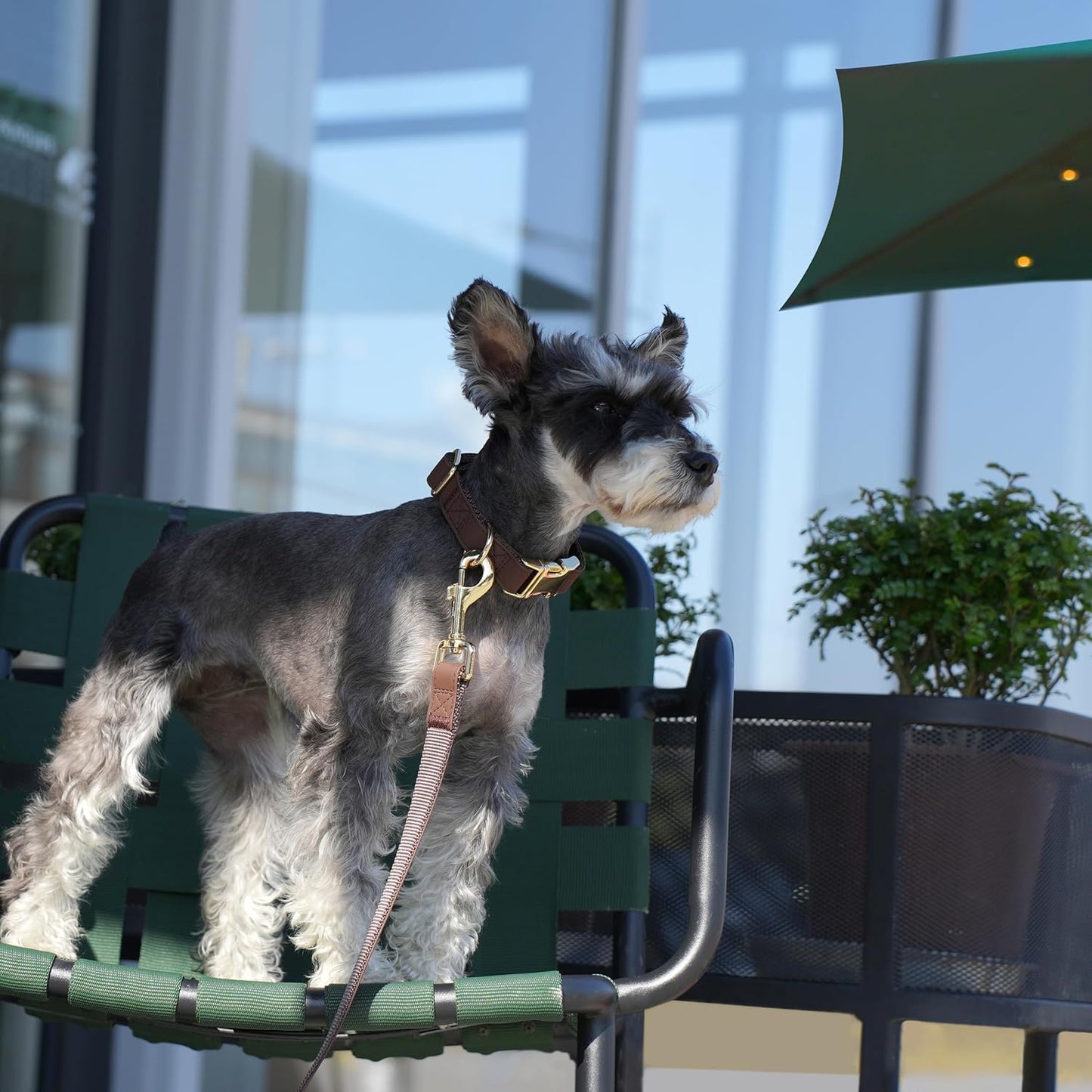 PET ARTIST PU Leather Dog Collar, Bright & Stylish Brown Dog Collar with Quick Release Gold Metal Buckle, Soft Nylon Padded Durable Pet Collars Adjustable for Large Dogs, Neck Fit 16-27"