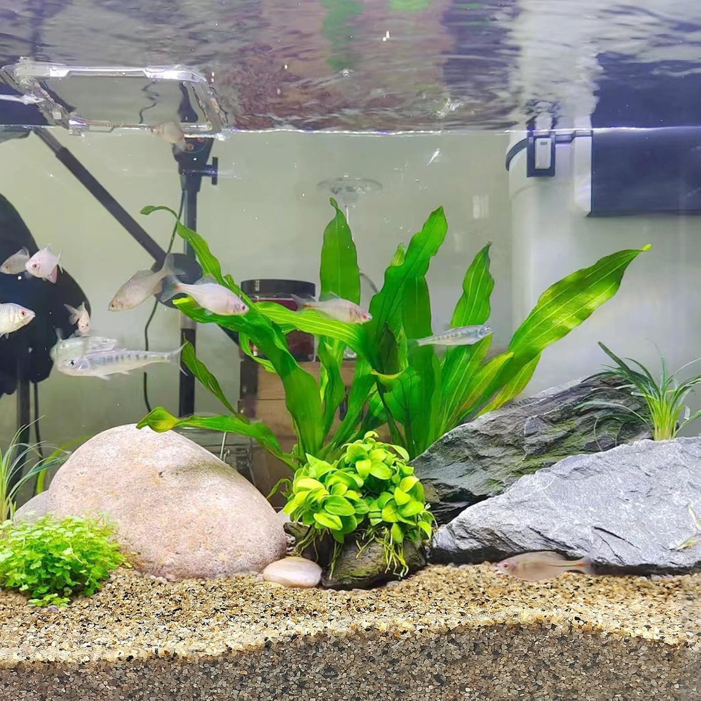 5 lbs Aquarium Sand, 0.6-1.2 mm Aquarium Substrate for Freshwater Fish Tank. Decorative River Rocks Gravel for Fish Tank, Plants Potted, Fire Pits, Candle, Vase and Crafts