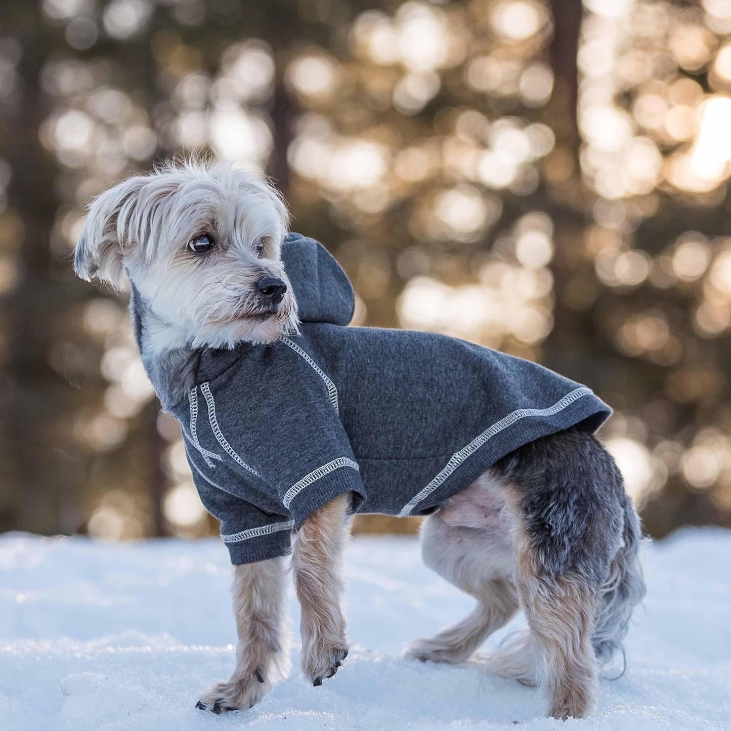 Blueberry Pet Essentials Soft & Comfy Better Basic Cotton Blend Dog Hoodie Sweatshirt in Charcoal Grey, Back Length 16", Pack of 1 Jacket for Dogs