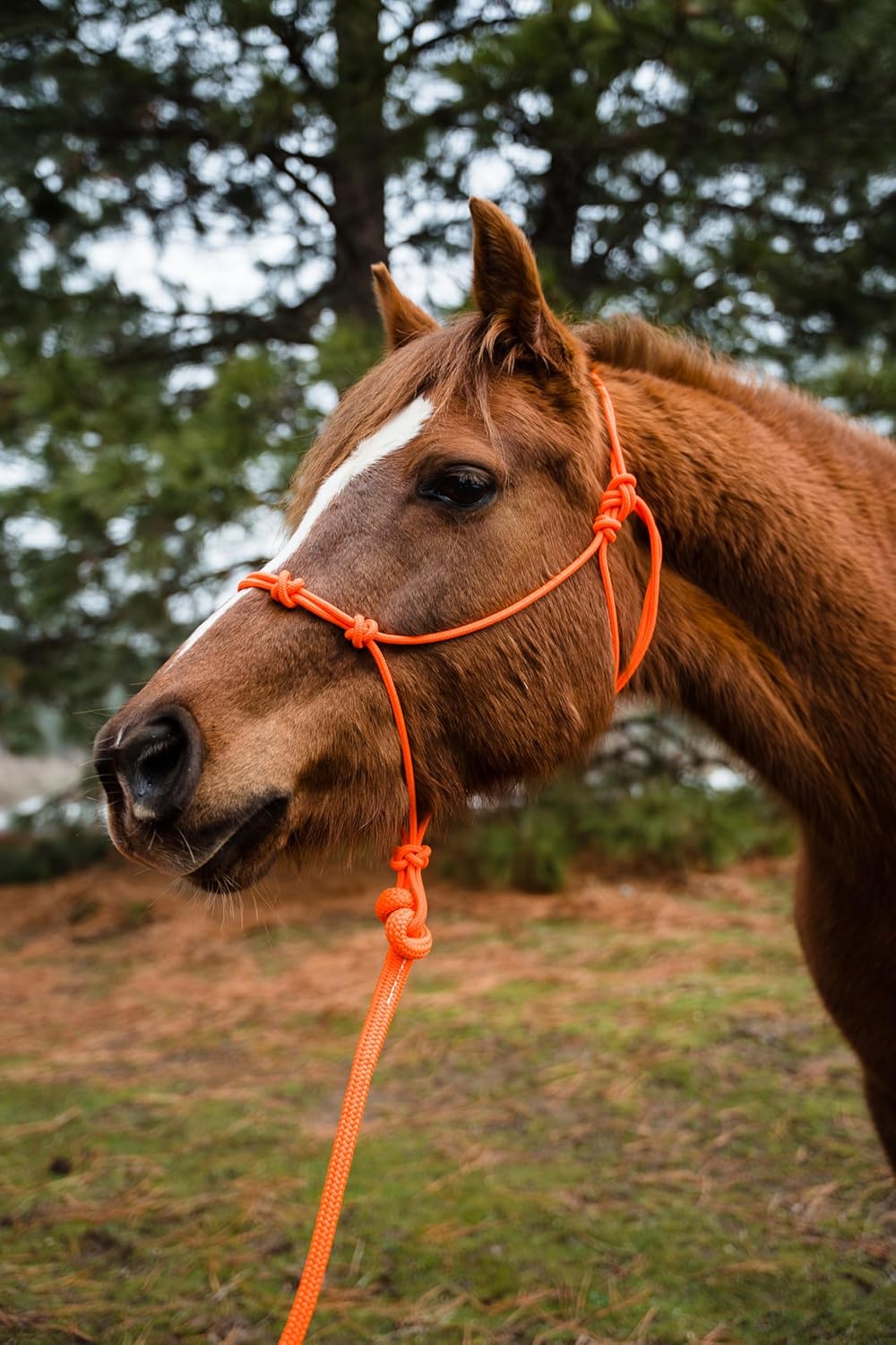 Horse Rope Training Halter - 4 Knot 1/4" Stiff Halter Cord - Used by Famous Trainers Multiple Sizes Multiple Colors