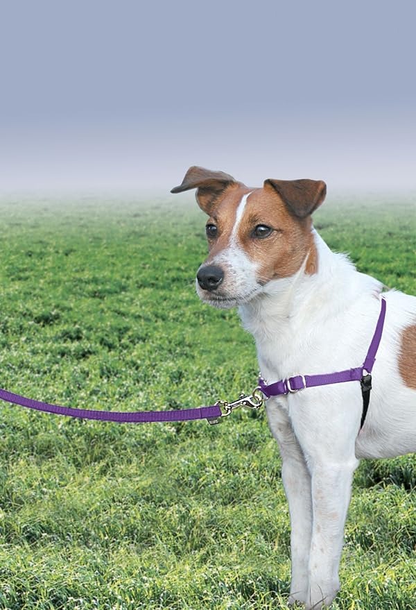 PetSafe Easy Walk Harness, No Pull Dog Harness, Deep Purple, Small | Patented Martingale Loop Gives Gradual Shoulder Pressure to Stop Pulling, Front-Chest Leash Clip Prevents Gagging
