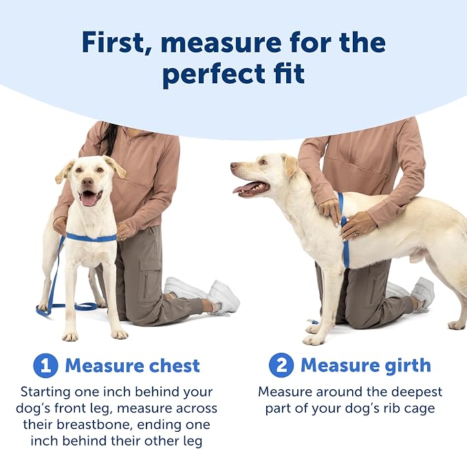 PetSafe Easy Walk Harness, No Pull Dog Harness, Royal Blue, Medium | Patented Martingale Loop Gives Gradual Shoulder Pressure to Stop Pulling, Front-Chest Leash Clip Prevents Gagging