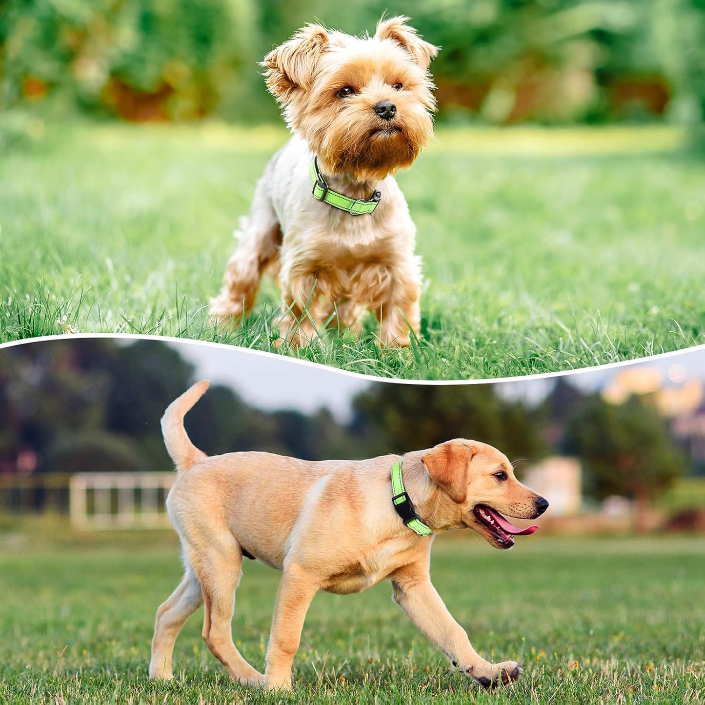 Reflective Dog Collar Padded with Soft Neoprene Breathable Quick Release Basic Dog Collars for Puppy Small Dogs Girl Green