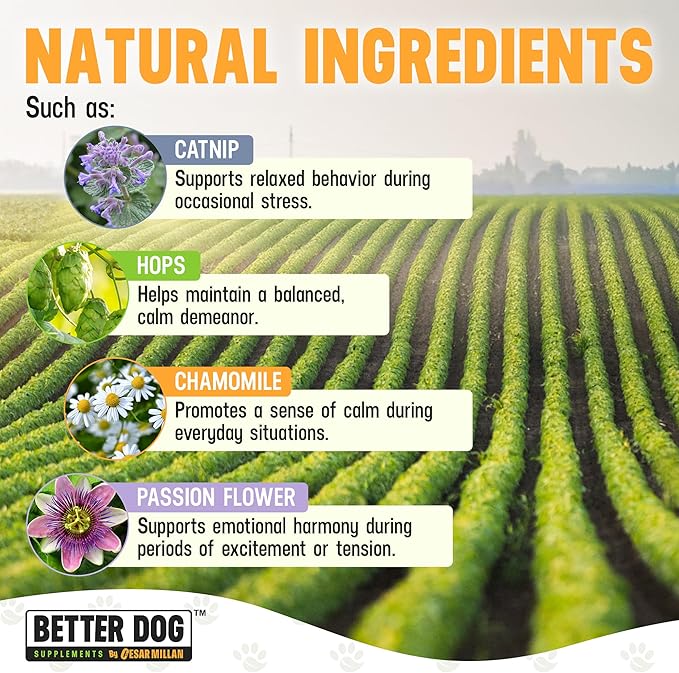 Better Dog Supplements Calm Surrender by Cesar Millan – Natural Dog Calming Powder for Stress, Anxiety, Grooming, Travel & Thunderstorms – Catnip, Chamomile & Valerian – 4oz, (60-Day Supply)