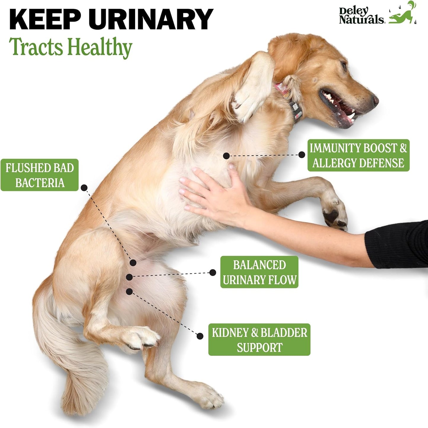 Deley Naturals Dog UTI Chews - Vet-Grade Cranberry Supplement for Dogs with D-Mannose & Echinacea for Bladder & Urinary Tract Health - Urinary Tract Supplements for Small to Large Breeds - 120 Chews