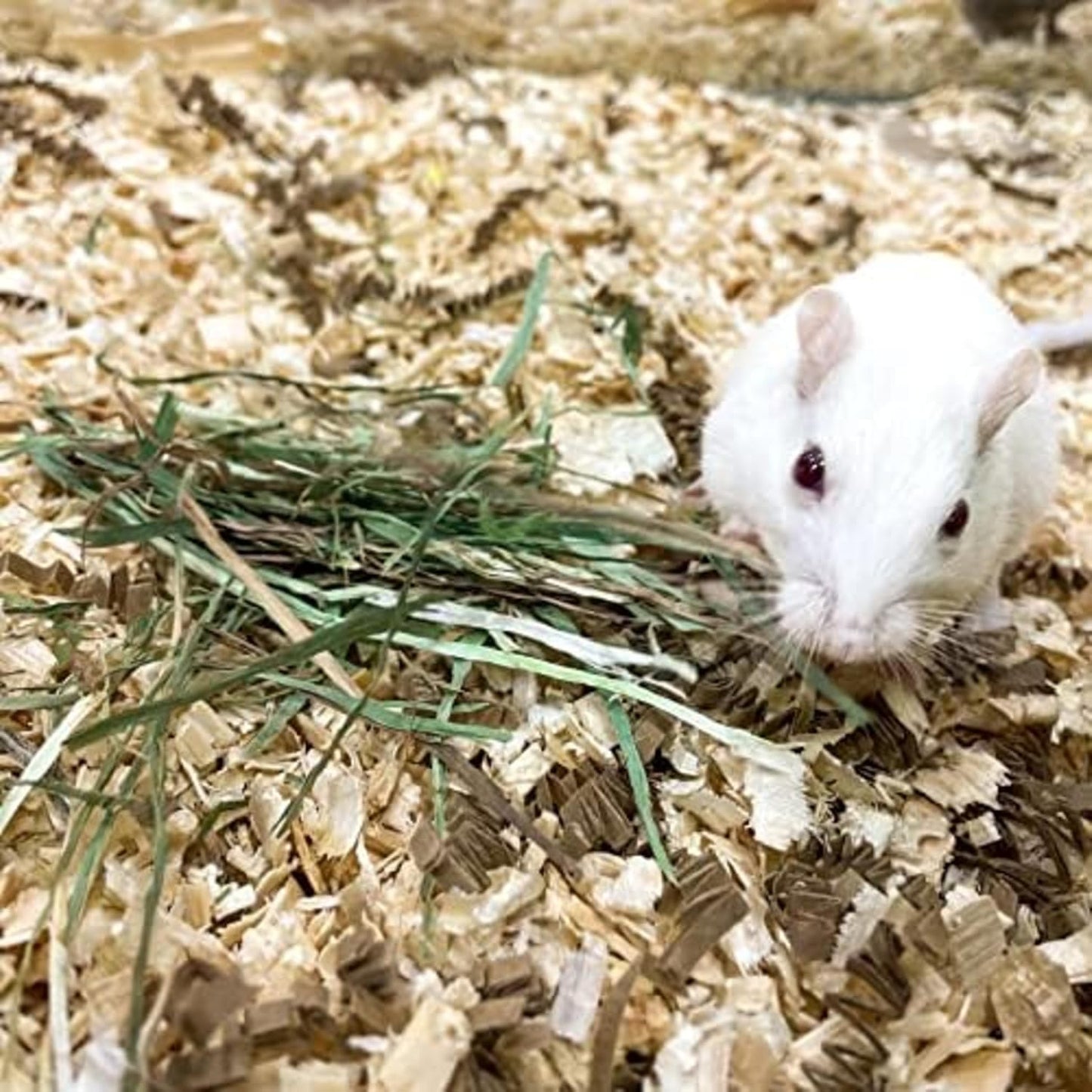 Blue Mountain Hay | Fresh Orchard Grass Hay (24 Ounce) | High Fiber, Soft & Leafy | High-Altitude Hay Pet Food for Rabbits, Guinea Pigs, Chinchillas, Hamsters, and Other Small Pets