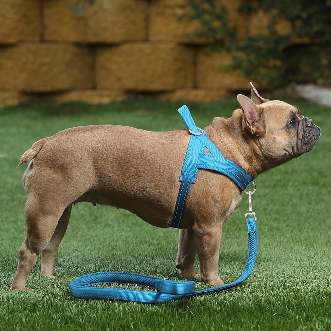 Plutus Pet No Pull Dog Harness for Small Dogs, Breathable Mesh Padded | Adjustable Reflective with Handle, Escape Proof, Quick Fit Pet Vest, Front Clip, for Training and Walking, Cyan, S