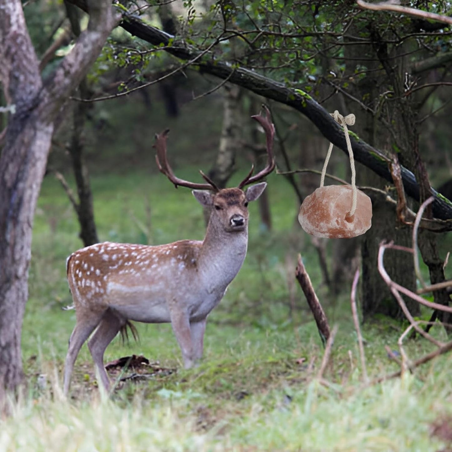 New 8 lbs Animal Himalayan Salt Lick on Rope for Horses, Deer, Rabbits, Cows and Other Livestock | Lick Salt for Deer | Digestive Aid for Animals | Horse Treats (8 lbs)