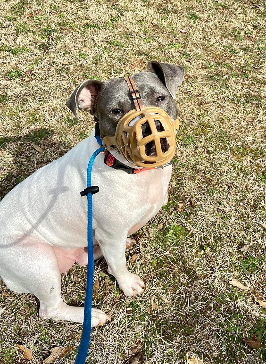 Mayerzon Dog Muzzle, Breathable Basket Muzzles for Small, Medium, Large and X-Large Aggressive Dogs Beagle German Shepherd Doberman, Cage Mouth Guard Stop Biting Chewing for Grooming Training