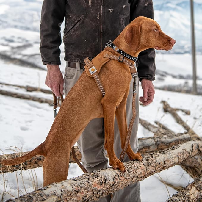Carhartt Nylon Duck No Pull Dog Harness Harbor Teal M | Fully Adjustable Dog Harness with Quick Control Handle and Reflective Accents