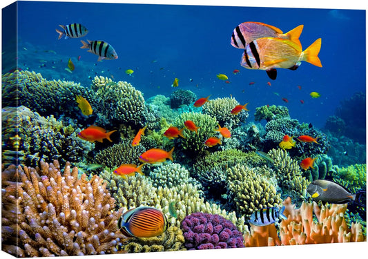 wall26 Canvas Print Wall Art Vibrant Coral Reef Underwater Panorama Nature Animals Photography Realism Rustic Scenic Landscape Wilderness Earth Colorful for Living Room, Bedroom, Office - 24"x36"