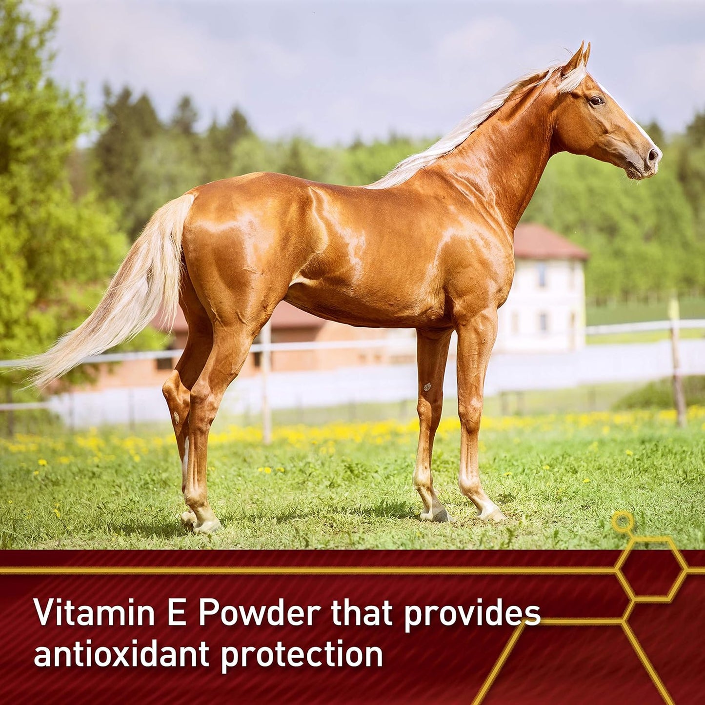 Pro E-5000 Premium Quality Horse Vitamin E, 4 lbs., 128-Day Supply