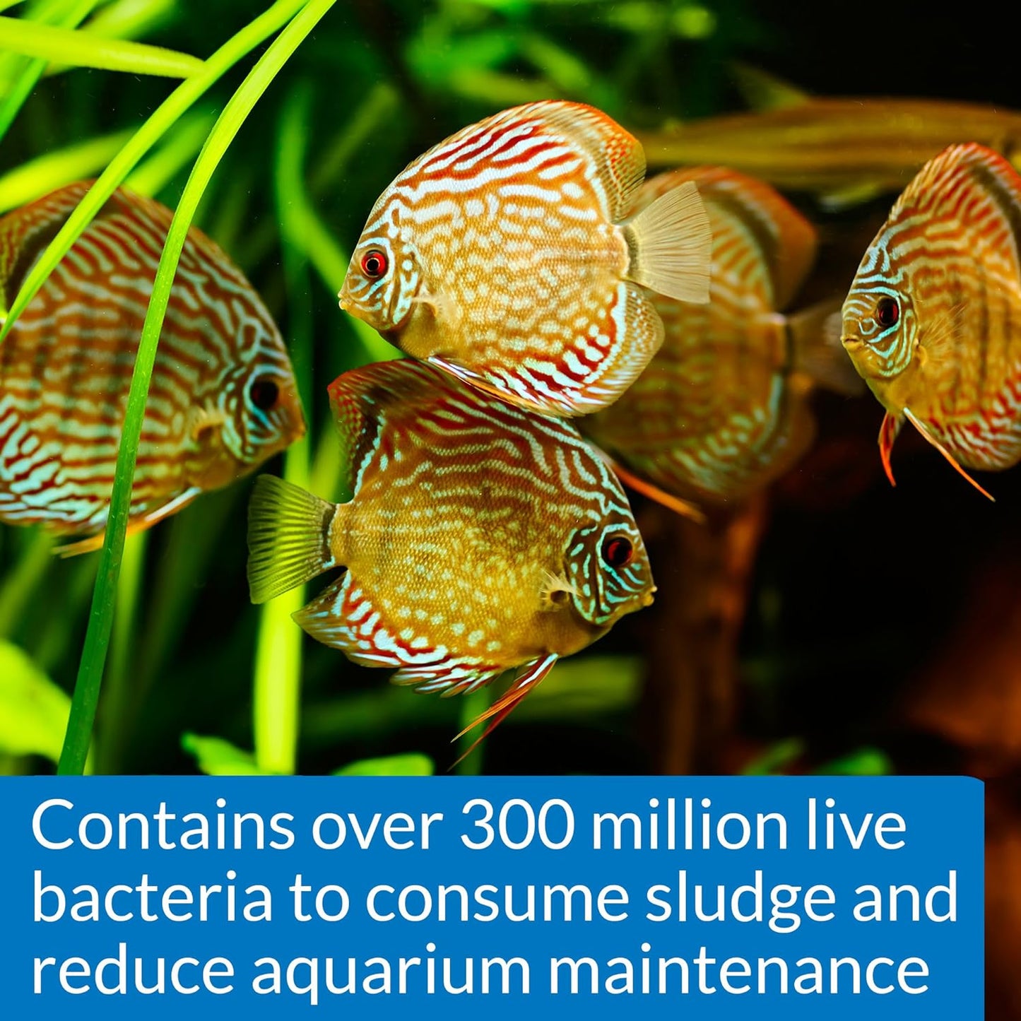 API STRESS ZYME Freshwater and Saltwater Aquarium Cleaning Solution 64-Ounce Bottle