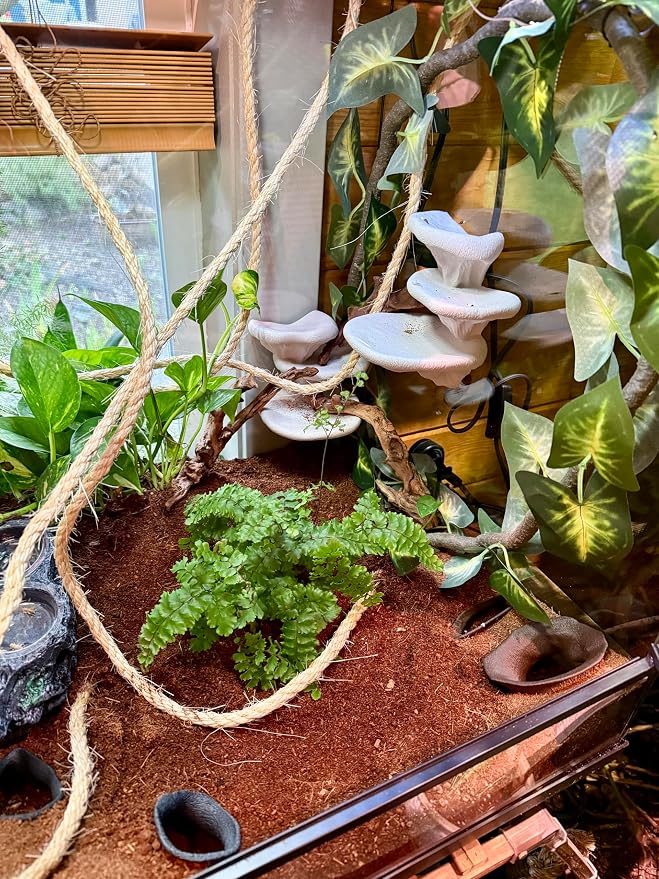 Mushroom Ledge for Terrarium – Climbing & Resting Platform with Suction Cups (Terracotta, 6''x4.5''x5.25'')