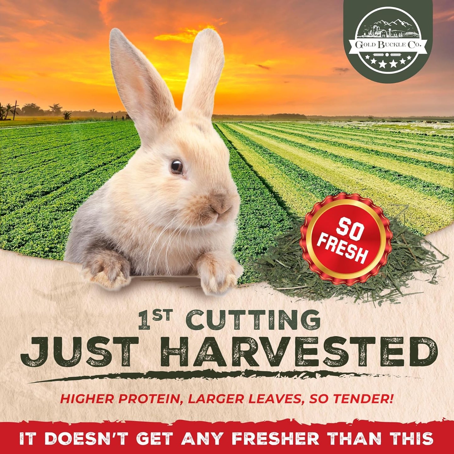 40lb Freshly Dried Organic Alfalfa Hay for Guinea Pigs, Rabbits, Chinchillas, Goats, Hamsters & Ferrets, Small Animal Food Rich in Protein & Fiber, Hand-Selected, Hand sorted, USA Grown