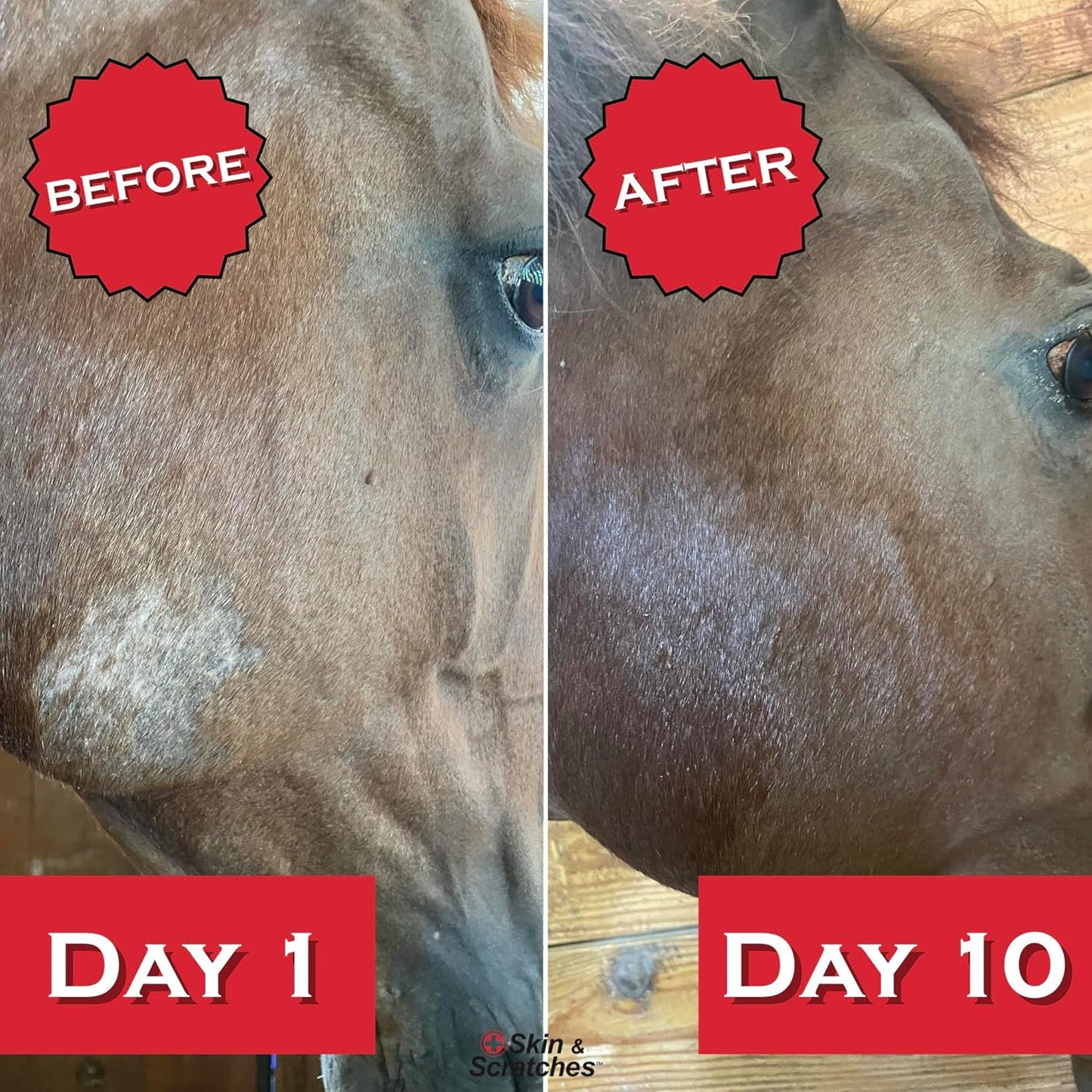 Show Out Skin & Scratches Prevention Pack - Fast Relief and Prevention for Horse Care. Use on Equine Scratches/Mud Fever, Girth Itch, Mange, Rain Rot & Other Skin Issues on Horses w/Empty Spray Bottle