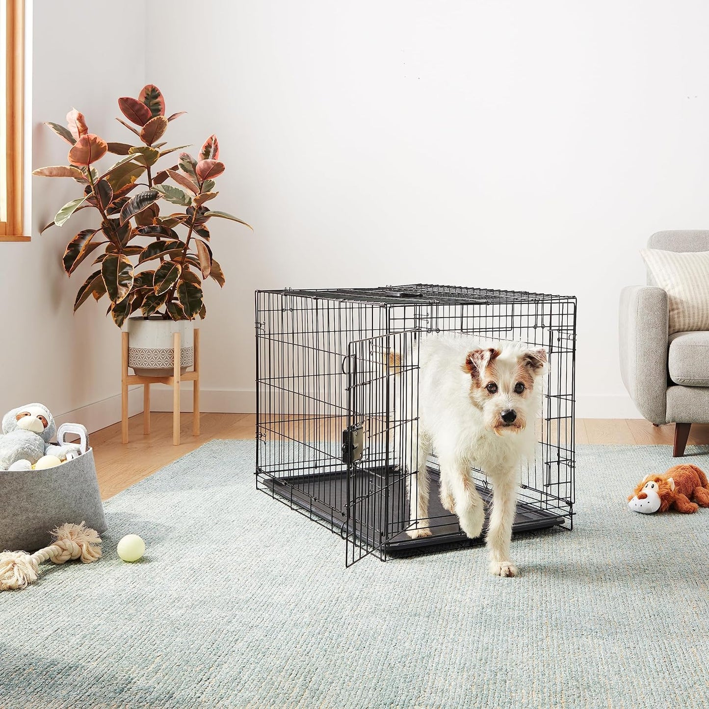 Amazon Basics Durable, Foldable, Collapsible, Portable Metal Wire Dog Crate with Tray, Single Door with Divider Panel, Easy to Assemble & Clean, 36 x 23 x 25 in, Black
